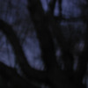 Louise Dudis, Tree 13, 2009
